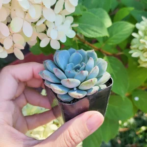 Echeveria Minima in 2