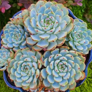 Echeveria Minima in 2
