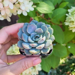 Echeveria Minima in 2