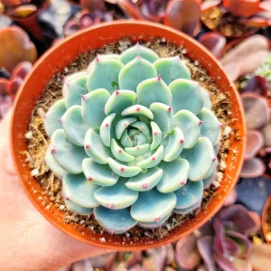 Echeveria Minima in 2" or 4" pot - Image 1