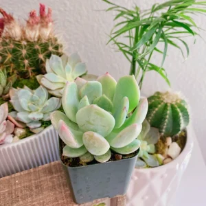 Echeveria Moonglow Succulent Live Plant - 2 or 4 Inch Potted Rosette - Image 2