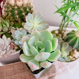 Echeveria Moonglow Succulent Live Plant - 2 or 4 Inch Potted Rosette - Image 4