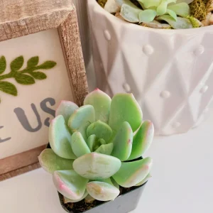 Echeveria Moonglow Succulent Live Plant - 2 or 4 Inch Potted Rosette - Image 5
