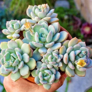 Echeveria Moonglow Succulent Live Plant - 2 or 4 Inch Potted Rosette - Image 1