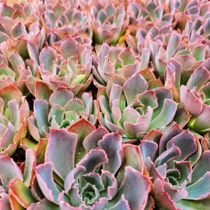 Echeveria Neon Breaker Live Plant – 2 inch Potted Succulent – Indoor/Outdoor - Image 2