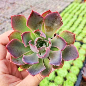 Echeveria Neon Breaker Live Plant – 2 inch Potted Succulent – Indoor/Outdoor - Image 3
