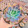 Echeveria Neon Breaker Live Plant – 2 inch Potted Succulent – Indoor/Outdoor - Image 1