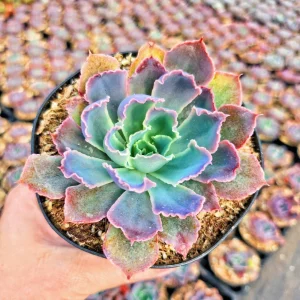 Echeveria Neon Breaker Live Plant – 2 inch Potted Succulent – Indoor/Outdoor - Image 1