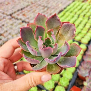 Echeveria Neon Breaker Live Plant – 2 inch Potted Succulent – Indoor/Outdoor - Image 4