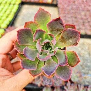 Echeveria Neon Breaker Live Plant – 2 inch Potted Succulent – Indoor/Outdoor - Image 5