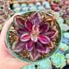 Echeveria Nodulosa Painted Lady Succulent Live Plant - 2-3 inch Rosette, Potted - Image 1