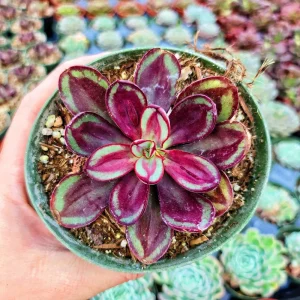 Echeveria Nodulosa Painted Lady Succulent Live Plant - 2-3 inch Rosette, Potted - Image 1
