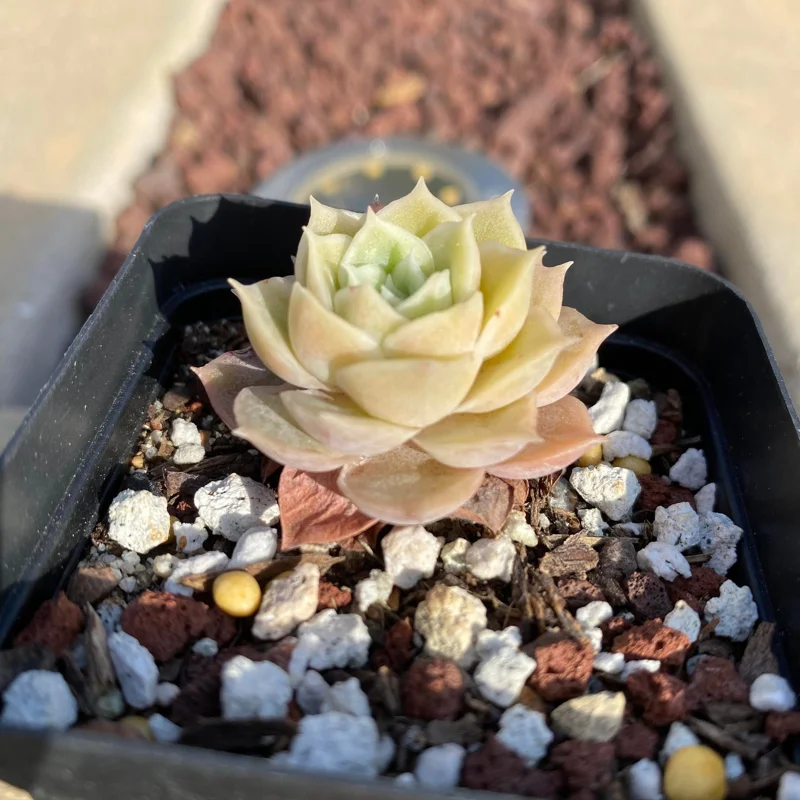 Echeveria Onslow Succulent Live Plant – 1.5 inch – Rare & Easy Care - Image 2