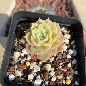 Echeveria Onslow Succulent Live Plant – 1.5 inch – Rare & Easy Care - Image 1