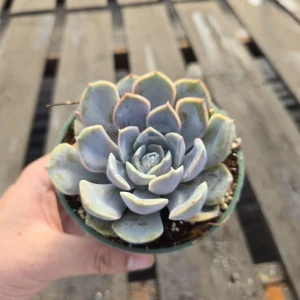 Echeveria Orion Live Succulent Plant - 2 inch Pot - Indoor/Outdoor - Image 10