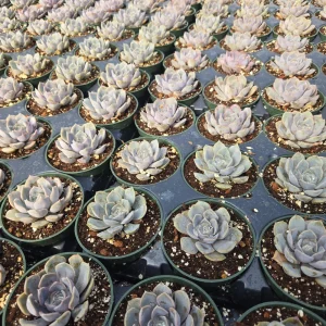 Echeveria Orion Live Succulent Plant - 2 inch Pot - Indoor/Outdoor - Image 11
