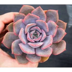 Echeveria Orion Live Succulent Plant - 2 inch Pot - Indoor/Outdoor - Image 1