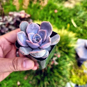 Echeveria Orion Live Succulent Plant - 2 inch Pot - Indoor/Outdoor - Image 7