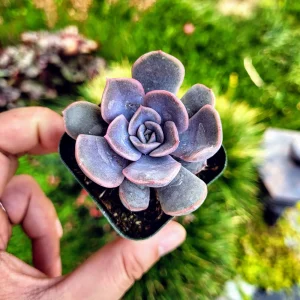 Echeveria Orion Live Succulent Plant - 2 inch Pot - Indoor/Outdoor - Image 9