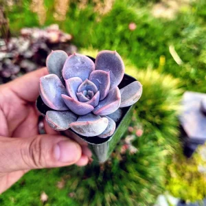 Echeveria Orion Live Succulent Plant – 2 inch Pot – Silvery Blue Rosette - Image 7