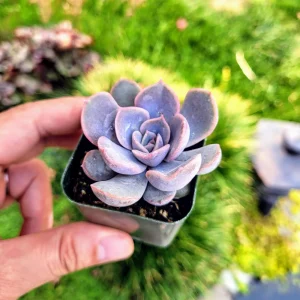 Echeveria Orion Live Succulent Plant – 2 inch Pot – Silvery Blue Rosette - Image 8
