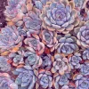 Echeveria Orion Live Succulent Plant – 2 inch Pot – Silvery Blue Rosette - Image 1