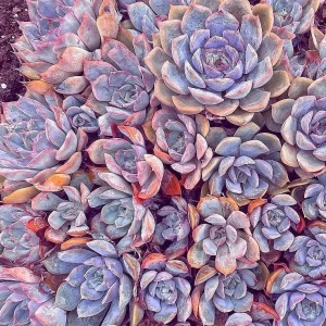 Echeveria Orion Live Succulent Plant – 2 inch Pot – Silvery Blue Rosette - Image 1
