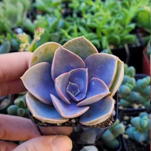 Echeveria Perle Von Nurnberg Live Plant, 2 Inch Pot Succulent, Indoor/Outdoor - Image 2