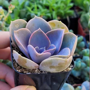 Echeveria Perle Von Nurnberg Live Plant, 2 Inch Pot Succulent, Indoor/Outdoor - Image 3