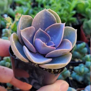 Echeveria Perle Von Nurnberg Live Plant, 2 Inch Pot Succulent, Indoor/Outdoor - Image 4