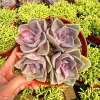 Echeveria Perle Von Nurnberg Live Plant, 2 Inch Pot Succulent, Indoor/Outdoor - Image 1