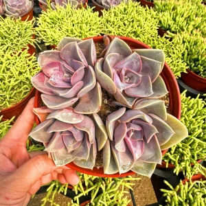 Echeveria Perle Von Nurnberg Live Plant, 2 Inch Pot Succulent, Indoor/Outdoor - Image 1