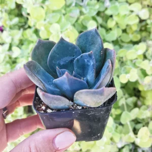 Echeveria Princess Blue Live Succulent Plant – 2 inch Potted – Indoor - Image 2