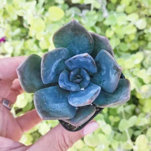 Echeveria Princess Blue Live Succulent Plant – 2 inch Potted – Indoor - Image 3