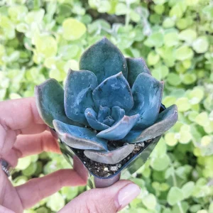 Echeveria Princess Blue Live Succulent Plant – 2 inch Potted – Indoor - Image 4