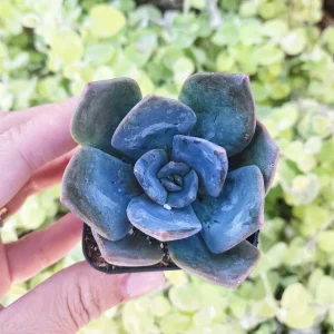 Echeveria Princess Blue Live Succulent Plant – 2 inch Potted – Indoor - Image 1