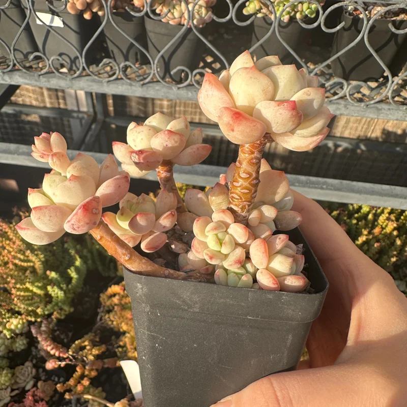 Echeveria Pudgy Succulent Live Plant - Rare & Compact Houseplant - Image 2