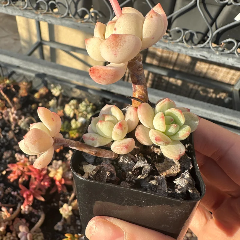 Echeveria Pudgy Succulent Live Plant - Rare & Compact Houseplant - Image 3