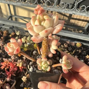 Echeveria Pudgy Succulent Live Plant - Rare & Compact Houseplant - Image 4