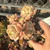 Echeveria Pudgy Succulent Live Plant - Rare & Compact Houseplant - Image 1
