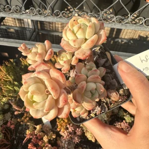 Echeveria Pudgy Succulent Live Plant - Rare & Compact Houseplant - Image 1