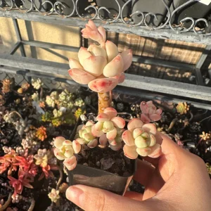 Echeveria Pudgy Succulent Live Plant - Rare & Compact Houseplant - Image 5