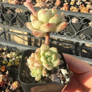 Echeveria Pudgy Succulent Live Plant - Rare & Compact Houseplant - Image 6