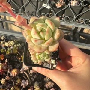 Echeveria Pudgy Succulent Live Plant - Rare & Compact Houseplant - Image 7