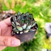 Echeveria Pulidonis Succulent Plant – Green Red Rosette – Live Plant – 2 Inch Pot - Image 1