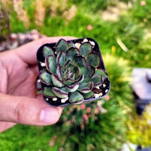 Echeveria Pulidonis Succulent Plant – Green Red Rosette – Live Plant – 2 Inch Pot - Image 7