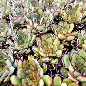 Echeveria Pulidonis Succulent Plant – Green Red Rosette – Live Plant – 2 Inch Pot - Image 8