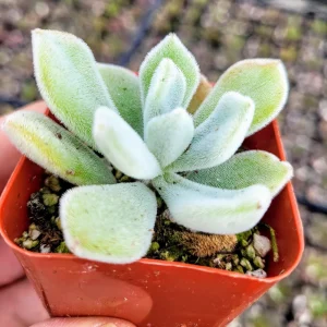 Echeveria Pulvinata 'Frosty' Live Succulent Plant – 2 Inch Pot – Fuzzy Rosette - Image 7