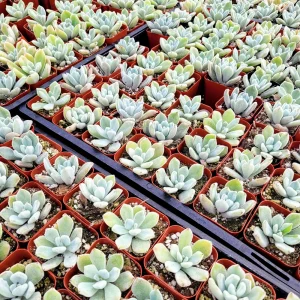 Echeveria Pulvinata 'Frosty' Live Succulent Plant – 2 Inch Pot – Fuzzy Rosette - Image 8