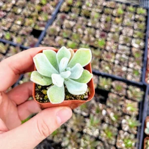 Echeveria Pulvinata 'Frosty' Live Succulent Plant – 2 Inch Pot – Fuzzy Rosette - Image 1